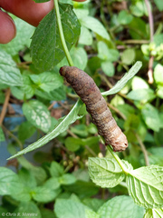Spodoptera latifascia