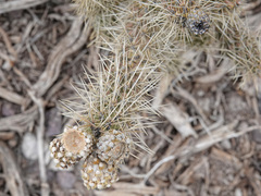 Cylindropuntia multigeniculata