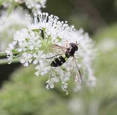 Melangyna fisherii