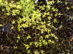 Hydrogonium croceum