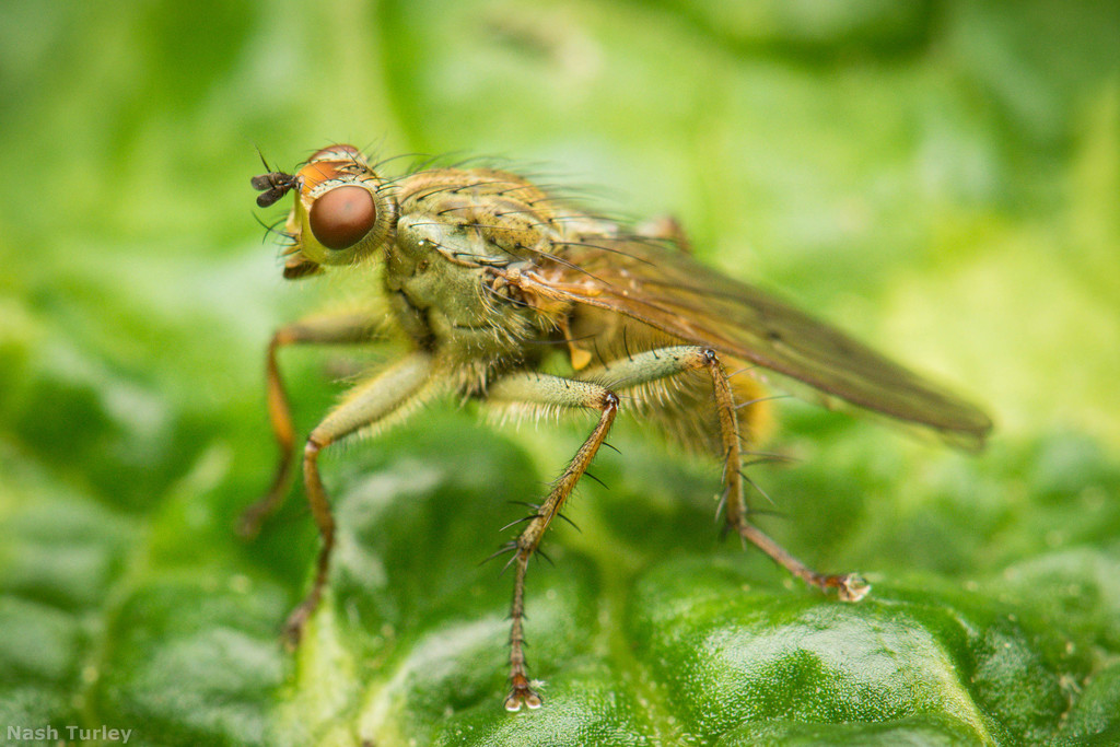 Golden Dung Fly