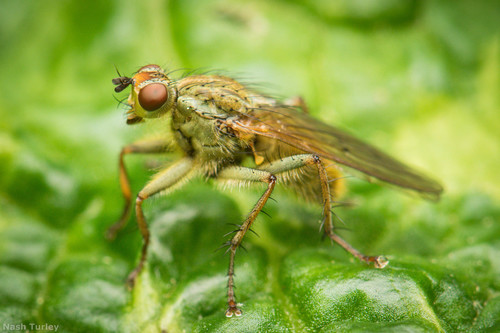 Golden Dung Fly, photo 3 of 10