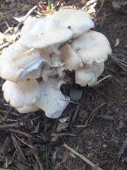 Fungi