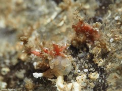 Miniacina miniacea