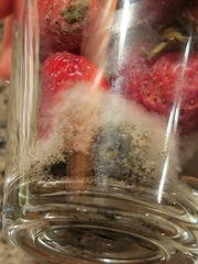 Penicillium italicum