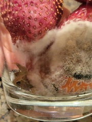 Penicillium italicum