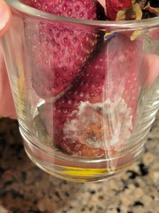 Penicillium italicum