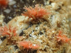 Miniacina miniacea