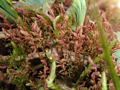 Ptychostomum weigelii