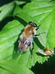 Criorhina floccosa