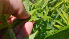 Trirhabda canadensis