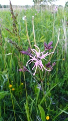 Silene flos-cuculi