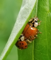 Harmonia axyridis