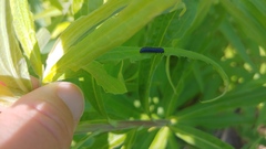 Trirhabda canadensis