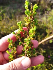 Cliffortia polygonifolia
