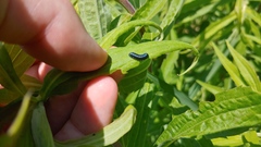 Trirhabda canadensis