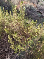 Cliffortia polygonifolia