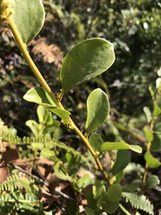 Dendrotrophe varians