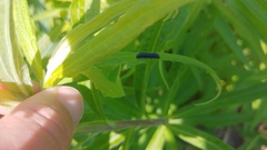 Trirhabda canadensis