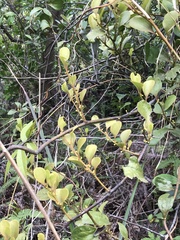 Dendrotrophe varians