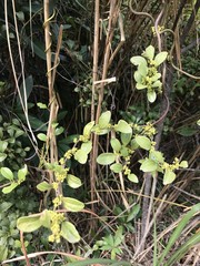 Dendrotrophe varians