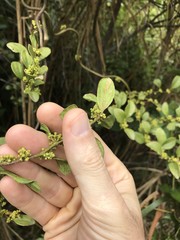 Dendrotrophe varians