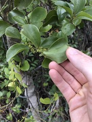 Dendrotrophe varians