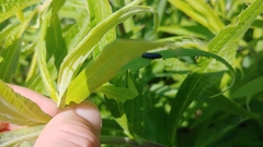 Trirhabda canadensis