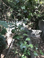 Dendrotrophe varians