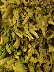 Radula lindenbergiana