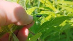 Trirhabda canadensis