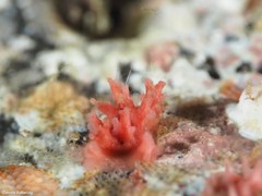 Miniacina miniacea