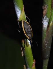 Cholus olivieri