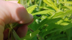 Trirhabda canadensis