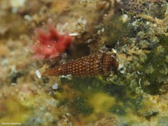 Monophorus perversus