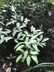 Jasminum lanceolarium