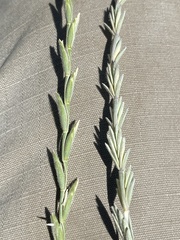 Thinopyrum intermedium barbulatum