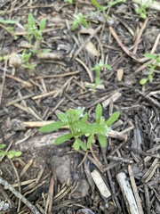 Microsteris gracilis