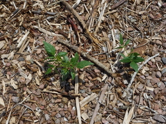 Phaseolus acutifolius