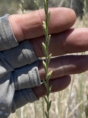 Thinopyrum intermedium barbulatum