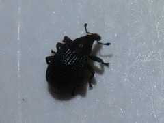 Anoplus