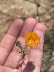Sphaeralcea coulteri