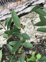 Wikstroemia indica