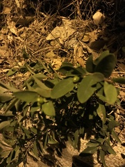 Wikstroemia indica