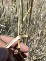 Thinopyrum intermedium barbulatum