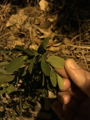 Wikstroemia indica
