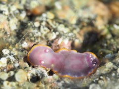 Felimida purpurea