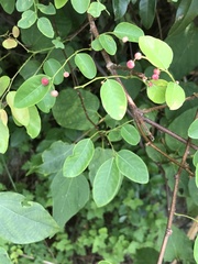 Phyllanthus reticulatus