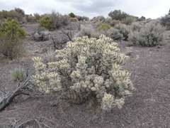 Cylindropuntia multigeniculata