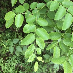Phyllanthus reticulatus